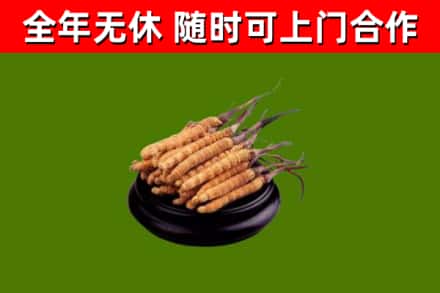 福山区回收散虫草